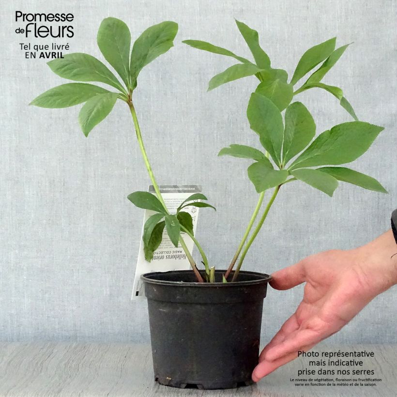 Spécimen de Hellebore orientale Magic Double rose Pot de 2L/3L tel que livré au printemps
