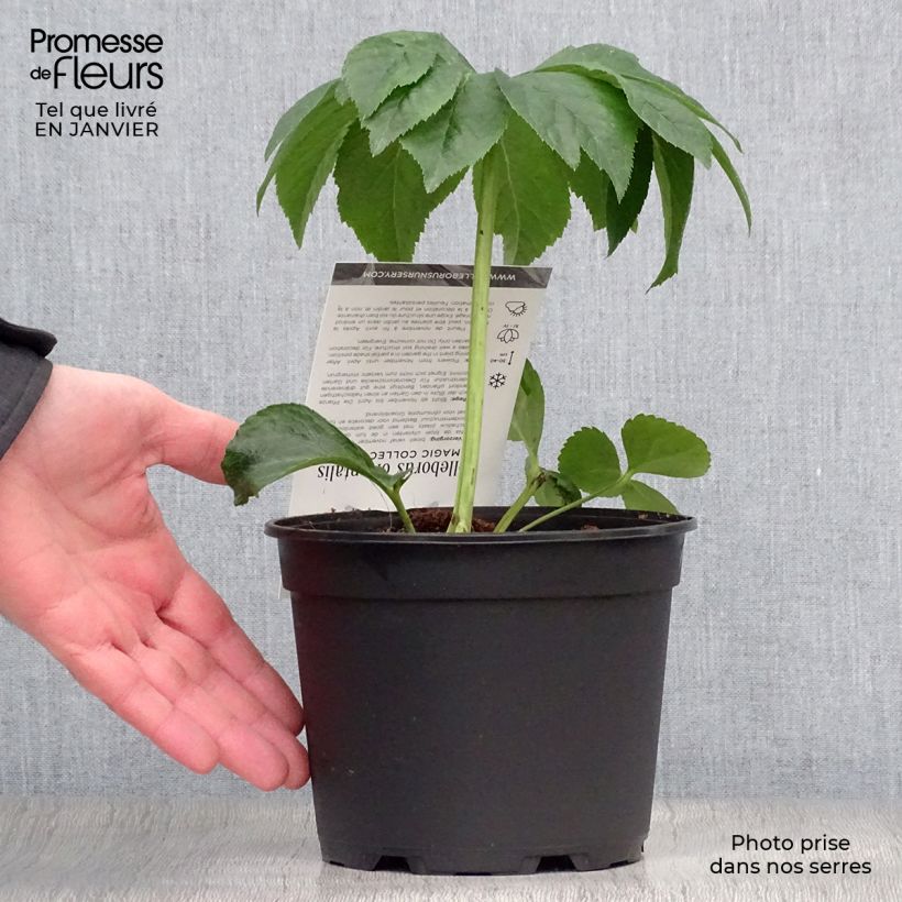 Spécimen de Hellébore orientale Magic Rouge Pot de 2L/3L tel que livré en hiver