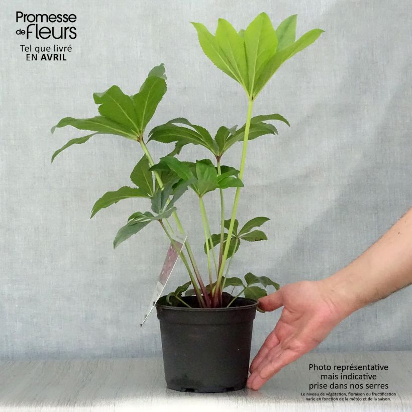 Spécimen de Hellébore orientale Magic Rouge Pot de 2L/3L tel que livré au printemps