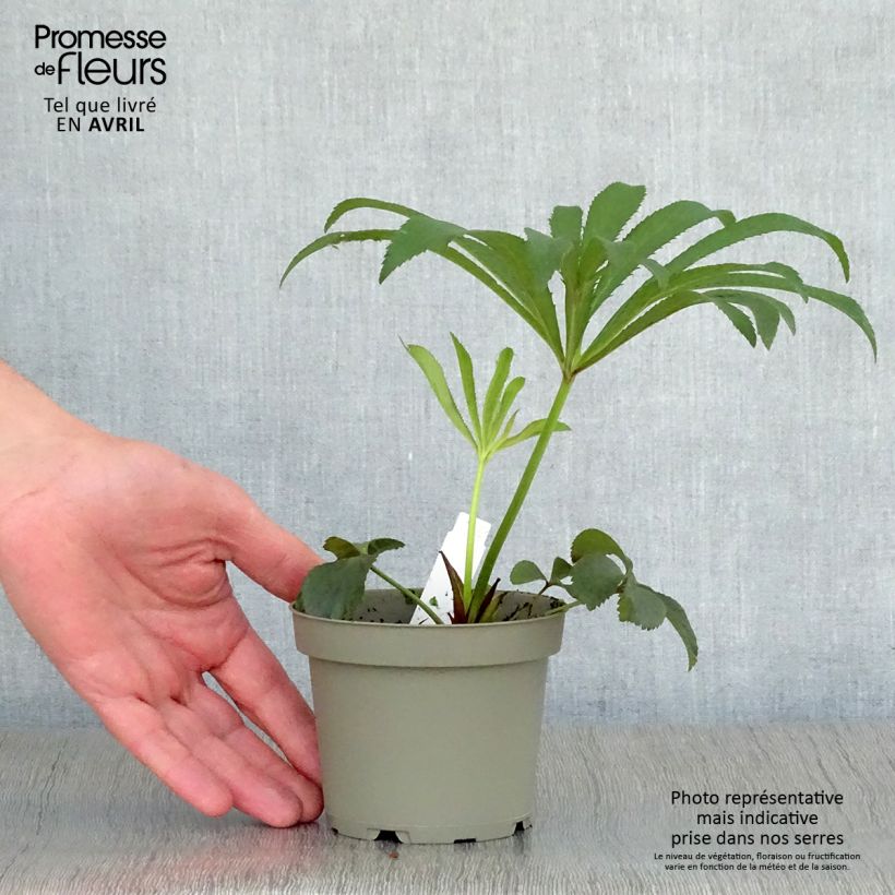 Spécimen de Hellébore orientale Noire Pot de 1,5L/2L tel que livré au printemps