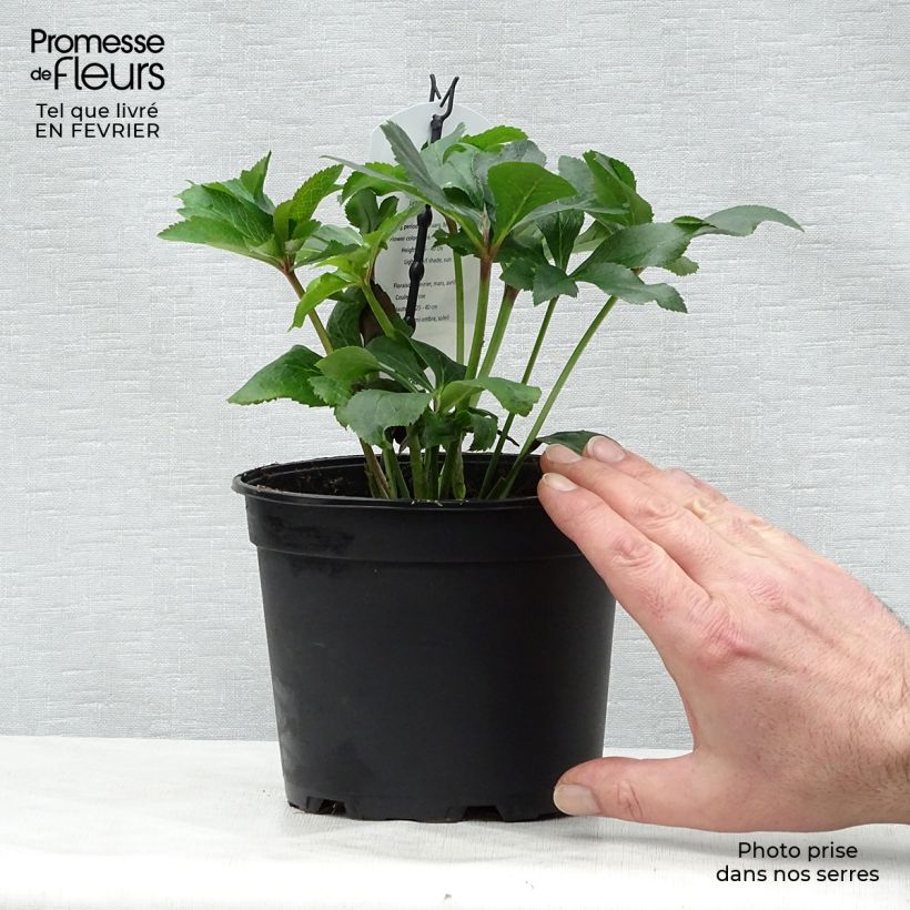 Spécimen de Hellébore orientale Rose Pot de 2L/3L tel que livré en hiver