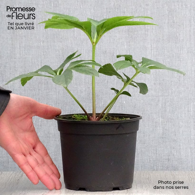 Spécimen de Hellébore orientale Rose à centre vert Pot de 2L/3L tel que livré en hiver