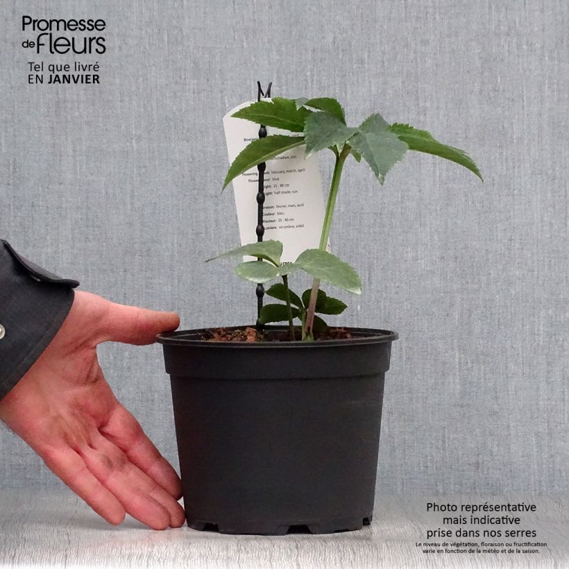 Spécimen de Hellébore orientale Slaty Blue Pot de 2L/3L tel que livré en hiver
