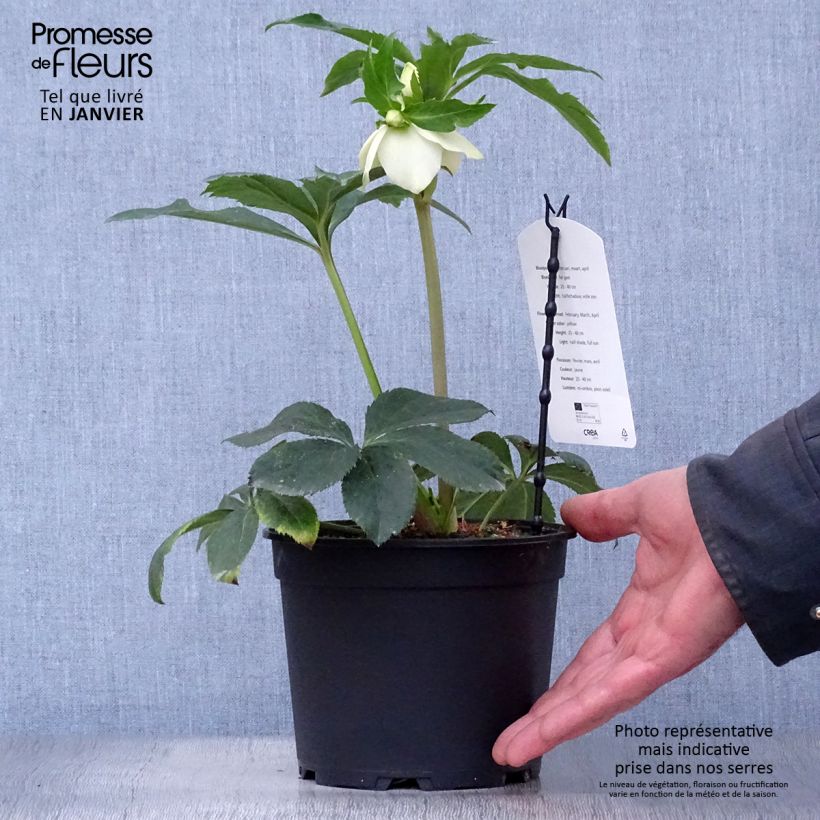 Spécimen de Hellébore orientale Super Yellow Pot de 2L/3L tel que livré en hiver
