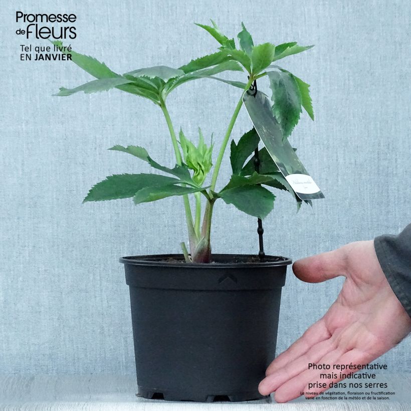 Spécimen de Hellébore orientale Verte Pot de 2L/3L tel que livré en hiver