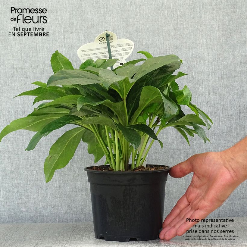 Spécimen de Hellébore orientale ViV Ariana Pot de 2L/3L tel que livré en automne
