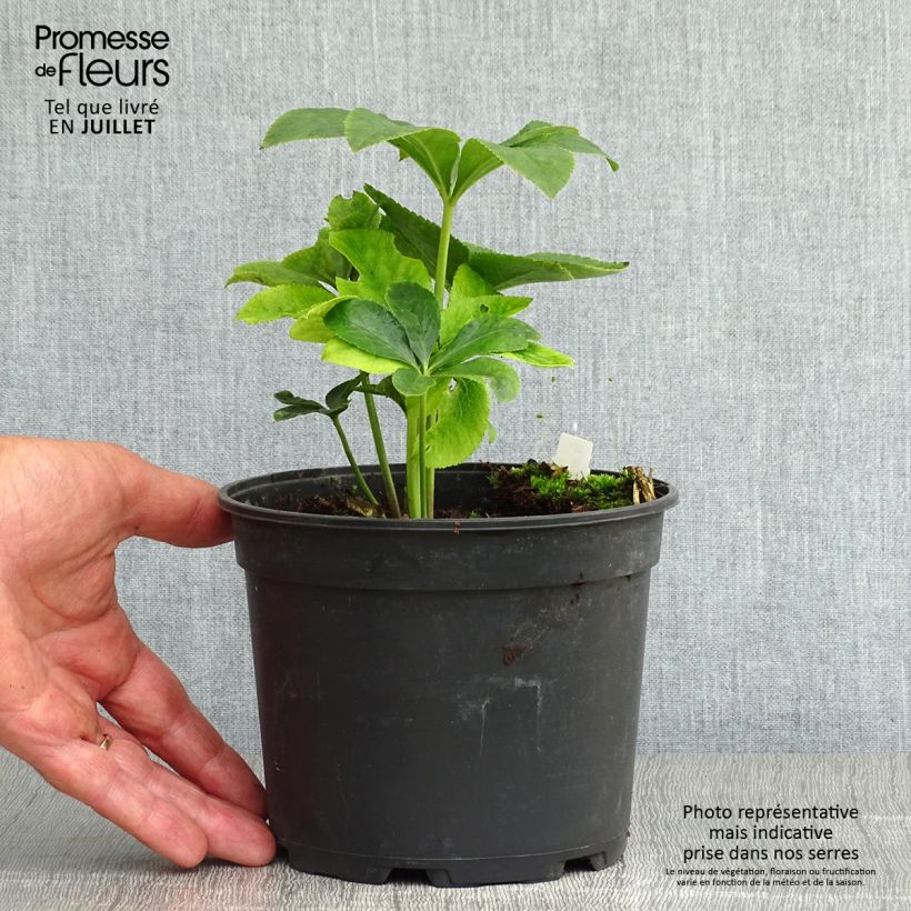 Spécimen de Hellébore orientale ViV Ariana Pot de 2L/3L tel que livré en été