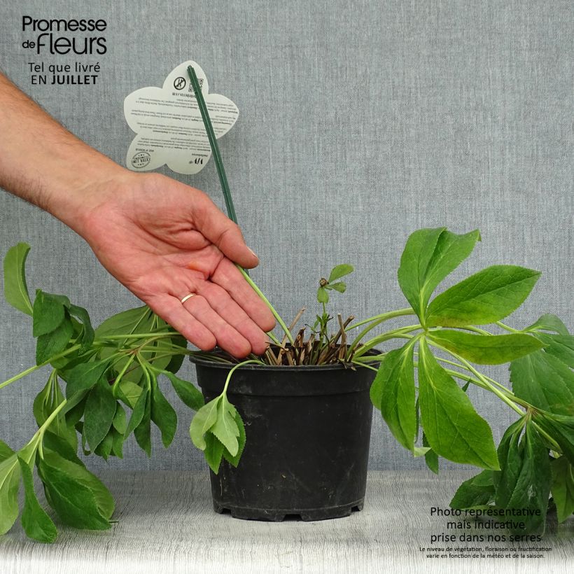 Spécimen de Hellébore orientale ViV Batista Pot de 2L/3L tel que livré en été