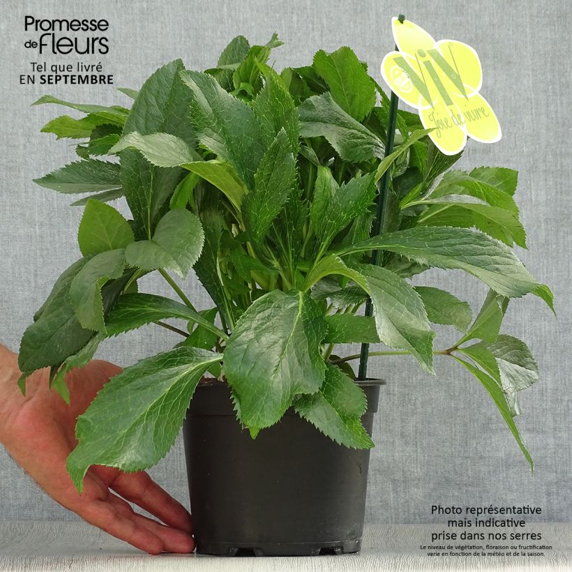 Spécimen de Hellébore orientale ViV Fiorentina Pot de 2L/3L tel que livré en automne