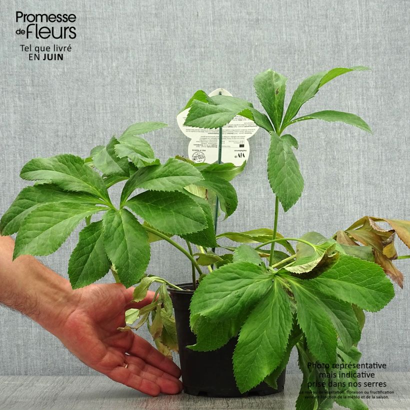 Spécimen de Hellébore orientale ViV Fiorentina Pot de 2L/3L tel que livré en été