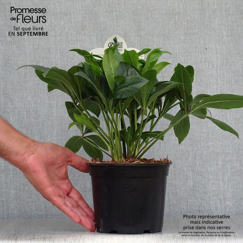 Spécimen de Hellébore orientale ViV Liliana Pot de 2L/3L tel que livré en automne