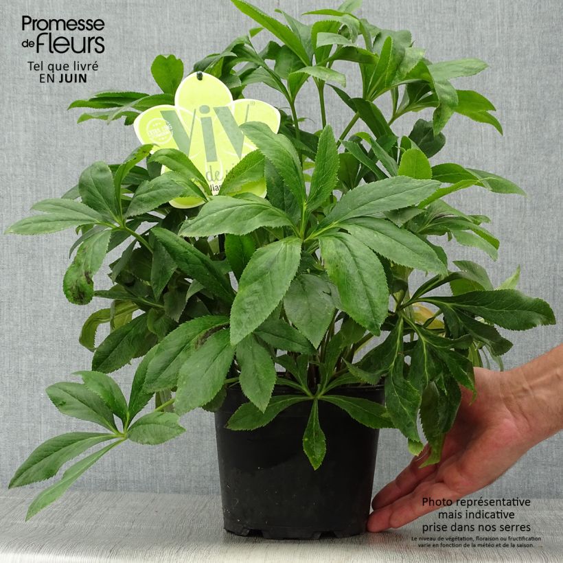 Spécimen de Hellébore orientale ViV Liliana Pot de 2L/3L tel que livré en été