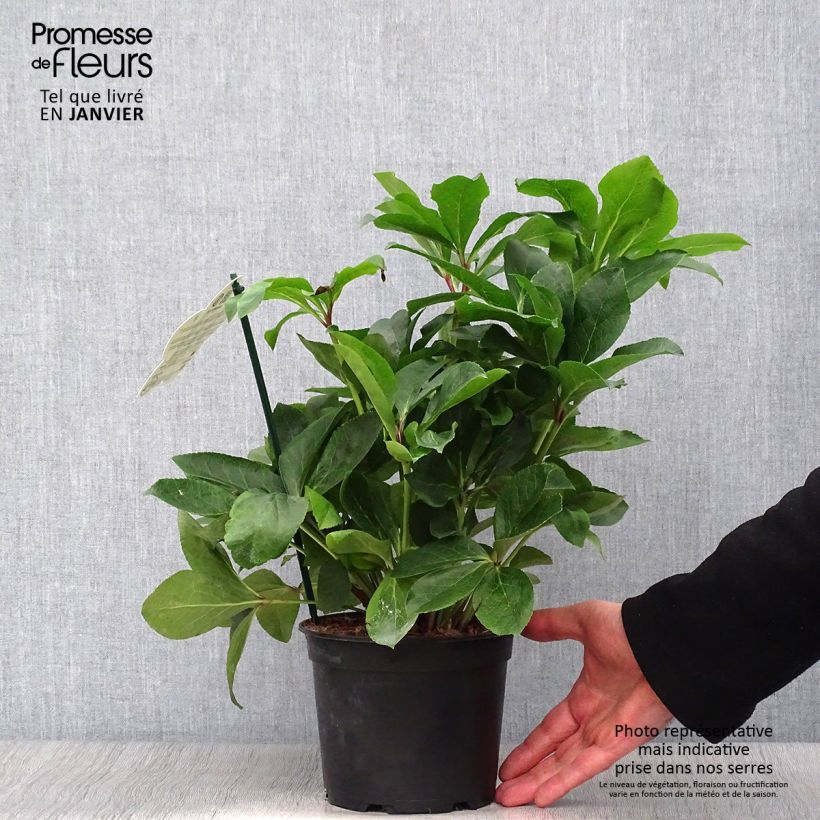 Spécimen de Hellebore orientale ViV Luisa - Helleborus orientalis  Pot de 2L/3L tel que livré en hiver