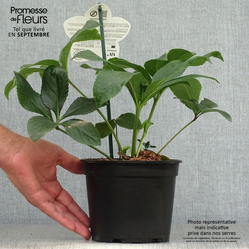 Spécimen de Hellébore orientale ViV Milana Pot de 2L/3L tel que livré en automne