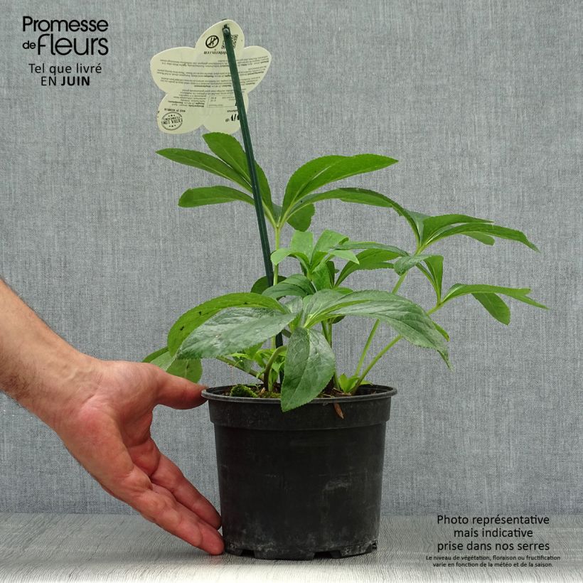 Spécimen de Hellébore orientale ViV Patrizia Pot de 2L/3L tel que livré en été