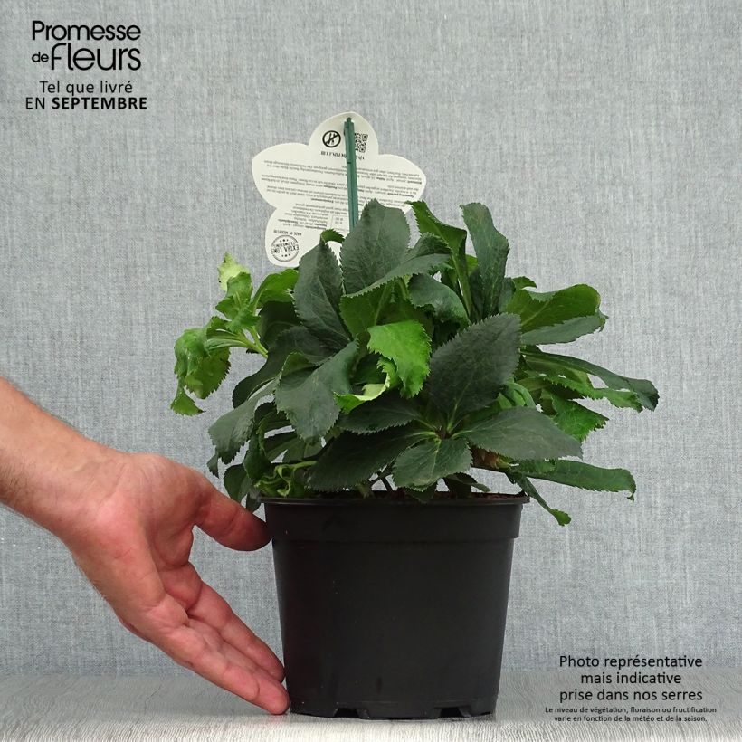 Spécimen de Hellébore orientale ViV Stefania Pot de 2L/3L tel que livré en automne