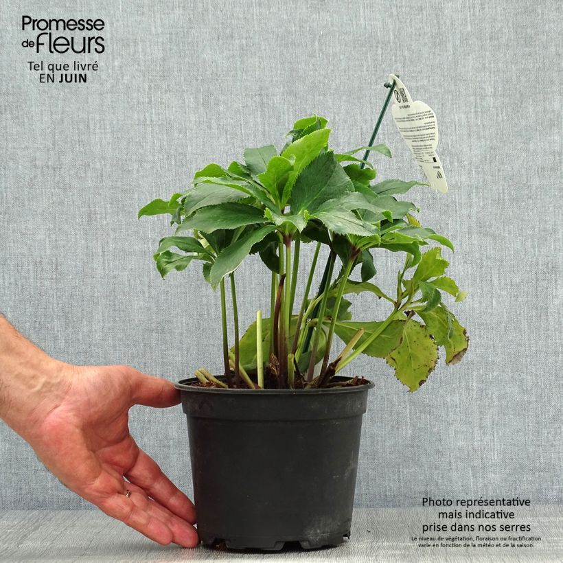 Spécimen de Hellébore orientale ViV Stefania Pot de 2L/3L tel que livré en été