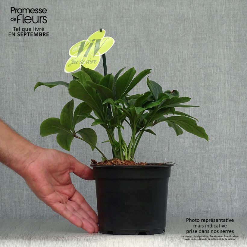 Spécimen de Hellébore orientale ViV Suzanna Pot de 2L/3L tel que livré en automne