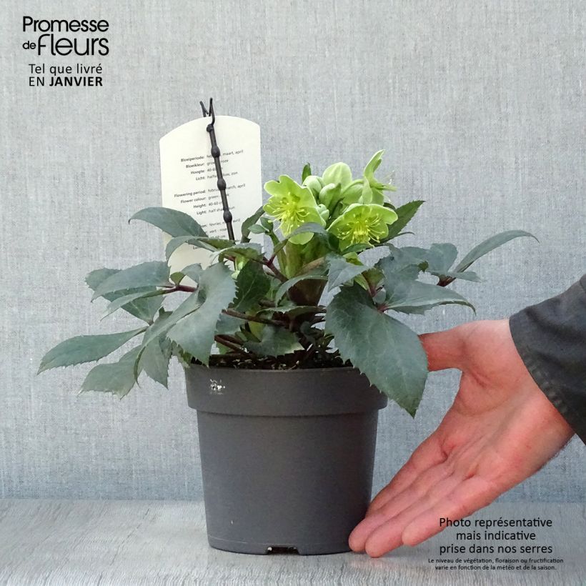 Spécimen de Hellébore sternii Boughton Beauty Pot de 1L/1,5L tel que livré en hiver