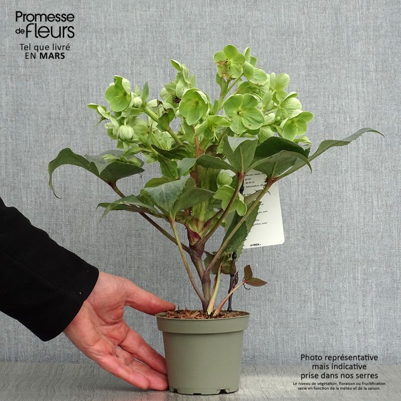 Spécimen de Hellébore sternii Remi - Helleborus (x) sternii Pot de 1L/1,5L tel que livré au printemps