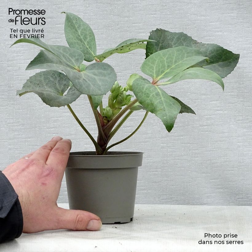 Spécimen de Hellébore sternii Remi - Helleborus (x) sternii Pot de 1L/1,5L tel que livré en hiver
