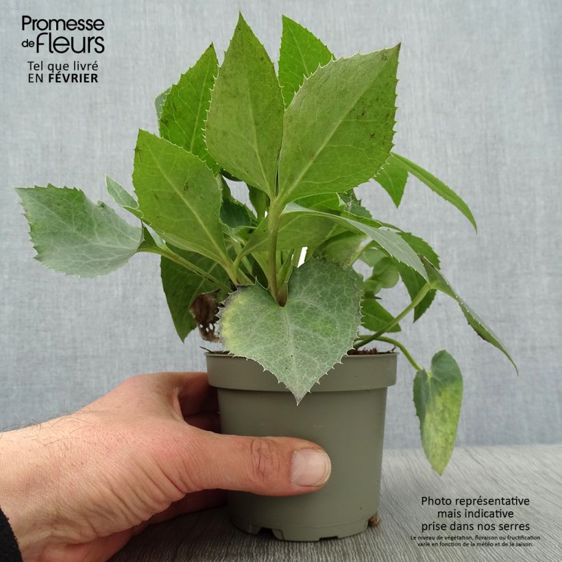 Spécimen de Hellébore sternii Remi - Helleborus (x) sternii Pot de 12 cm / 13 cm tel que livré en hiver