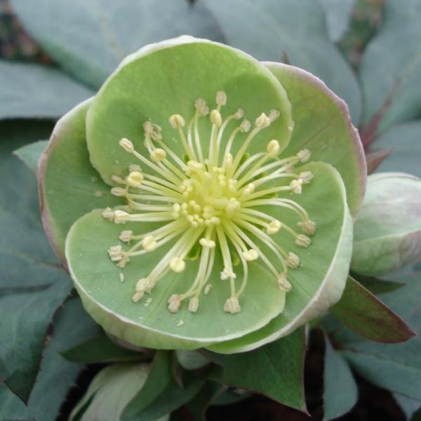 Hellébore sternii Grey Star - Hellébore de Stern (Floraison)