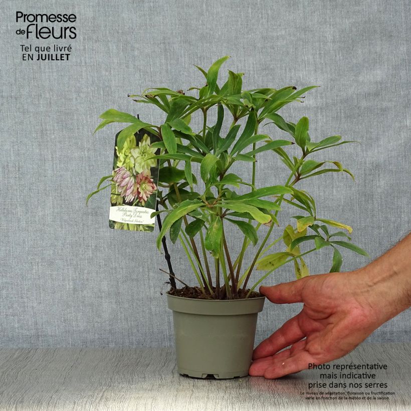 Spécimen de Hellébore torquatus Party Dress Hybriden Pot de 12 cm / 13 cm tel que livré en été