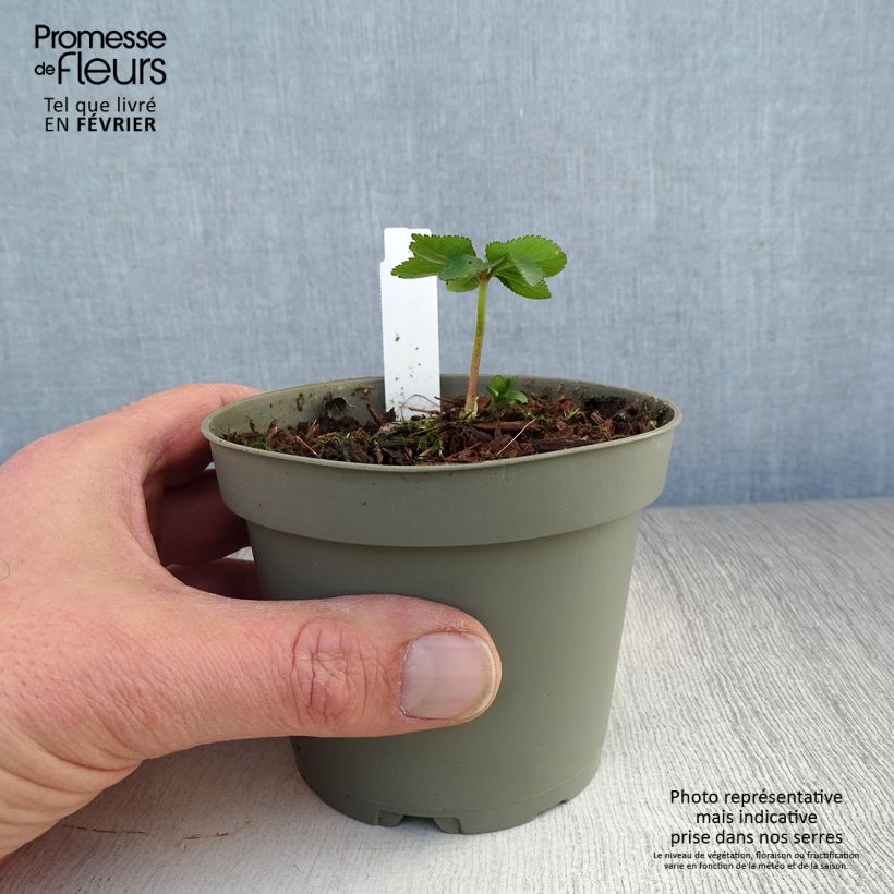 Spécimen de Hellébore torquatus Pot de 1L/1,5L tel que livré en hiver