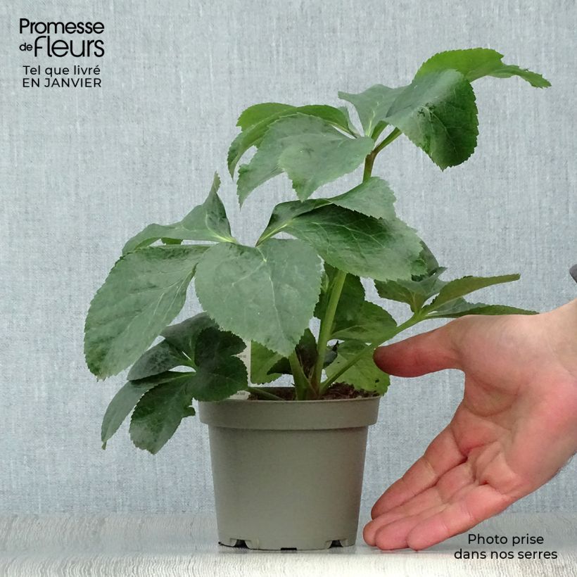 Spécimen de Helleborus abchasicus - Hellébore d'Abkhazie Pot de 12 cm / 13 cm tel que livré en hiver