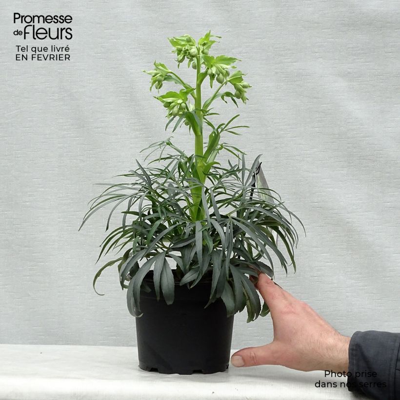 Spécimen de Helleborus foetidus Sopron Pot de 1L/1,5L tel que livré en hiver