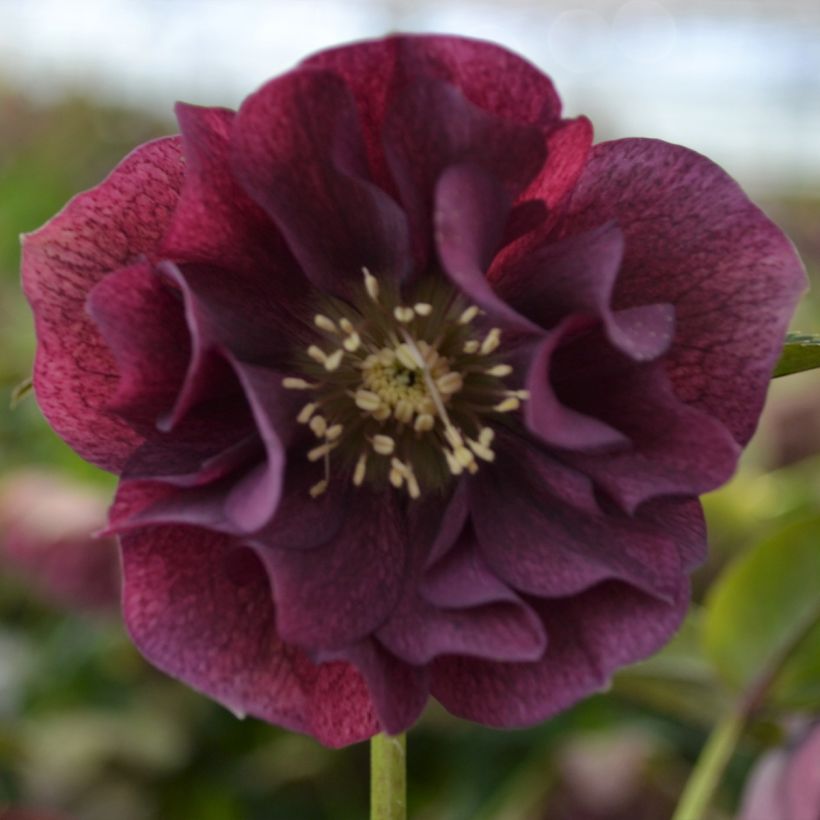 Hellébore orientale ViV Isabella (Floraison)