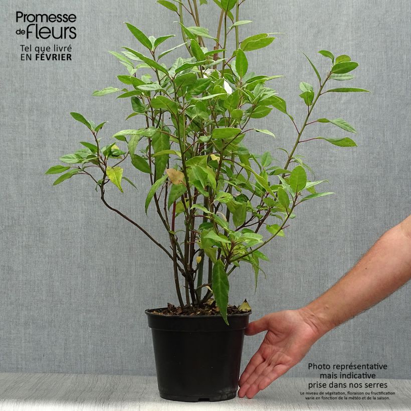 Spécimen de Helwingia chinensis - Helwingie de Chine Pot de 2L/3L tel que livré en automne
