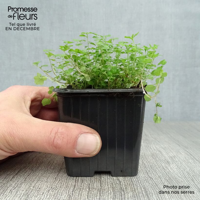 Spécimen de Helxine - Soleirolia soleirolii Godet de 7/8 cm tel que livré en hiver