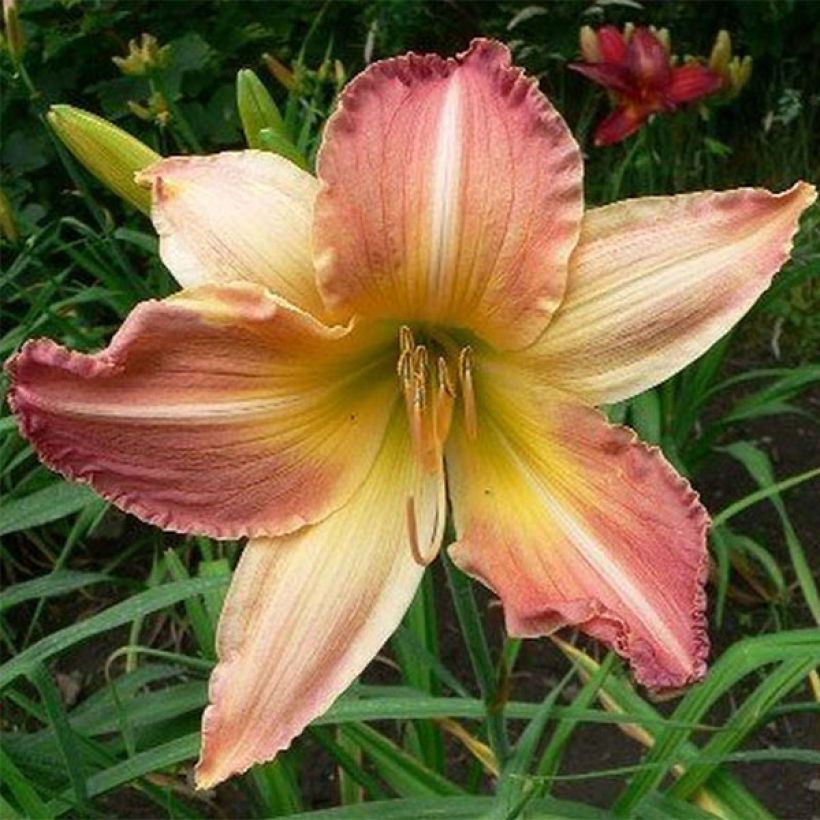 Hémérocalle Abstract Art - Lis d'un Jour rose, lavande et jaune orangé (Floraison)