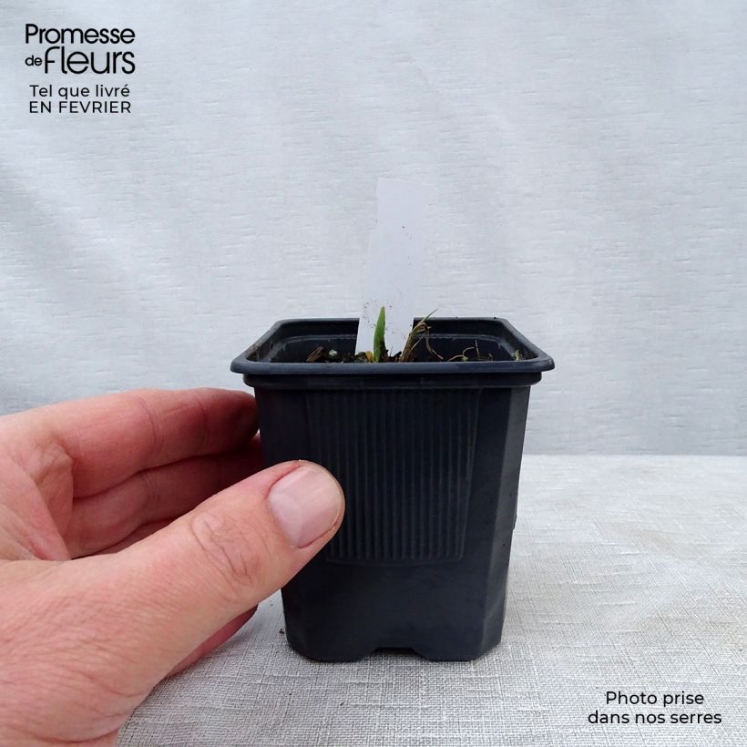 Spécimen de Hémérocalle Alice in Wonderland - Lis d'un Jour jaune citron, coeur vert. Godet de 8/9 cm tel que livré en hiver