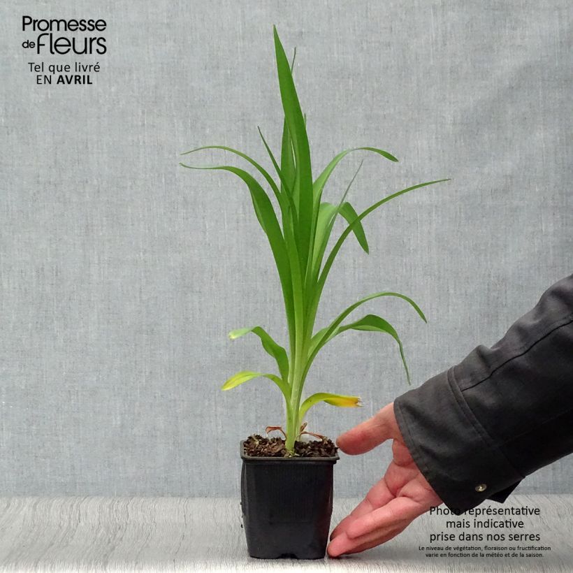 Spécimen de Hémérocalle Alice in Wonderland - Lis d'un Jour jaune citron, coeur vert. Godet de 8/9 cm tel que livré au printemps