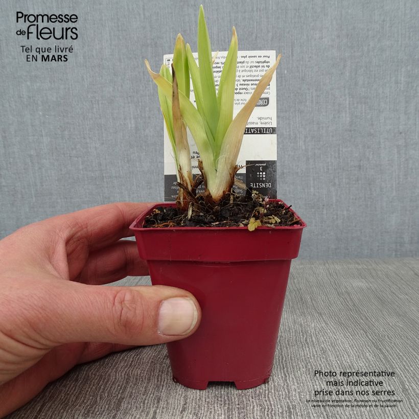 Spécimen de Hémérocalle Annie Welch - Lis d'un Jour Godet de 7/8 cm tel que livré en hiver