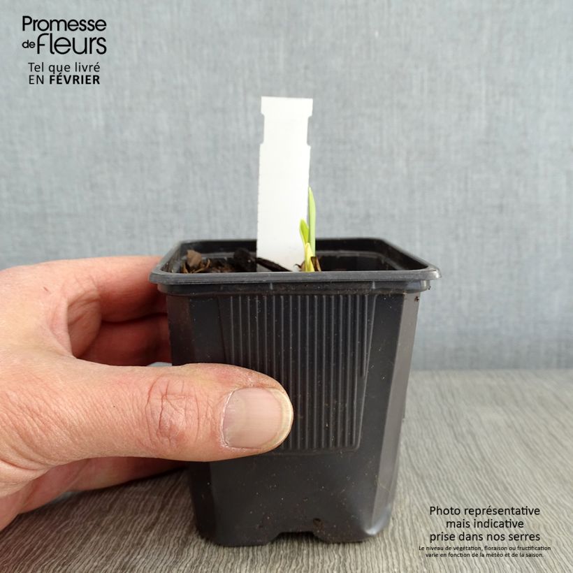 Spécimen de Hémérocalle Apricot Beauty - Lis d'un jour double orange à macule Godet de 8/9 cm tel que livré en hiver