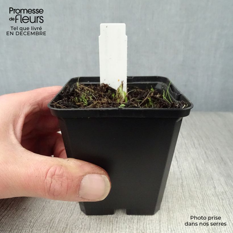 Spécimen de Hémérocalle Arctic Snow - Lis d'un Jour blanc Godet de 8/9 cm tel que livré en hiver