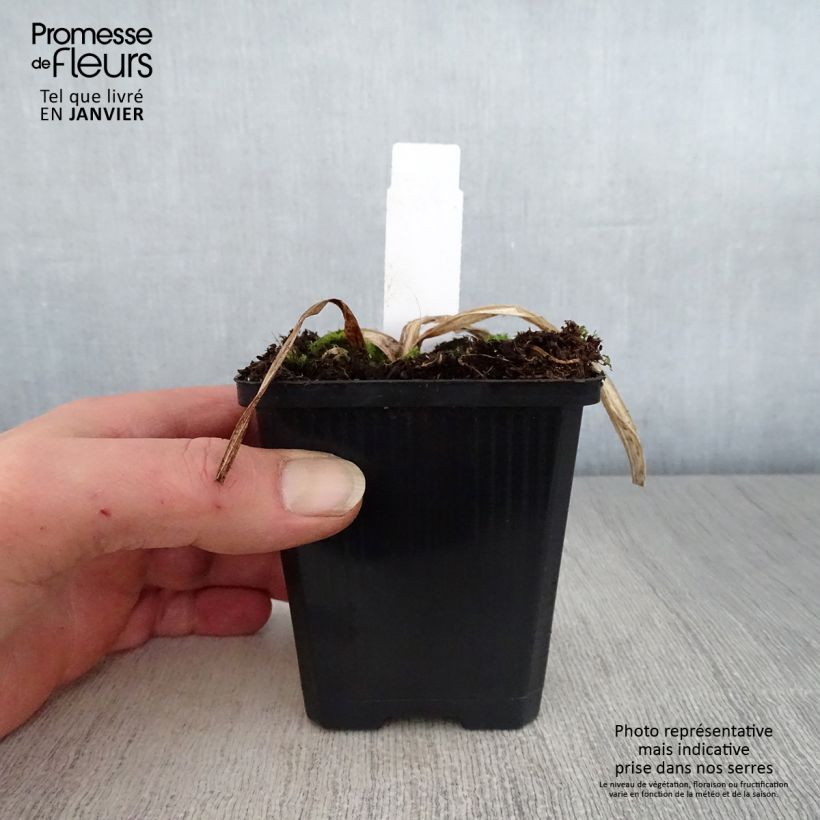 Spécimen de Hémérocalle Bela Lugosi - Lis d'un Jour Pot de 1L/1,5L tel que livré en hiver