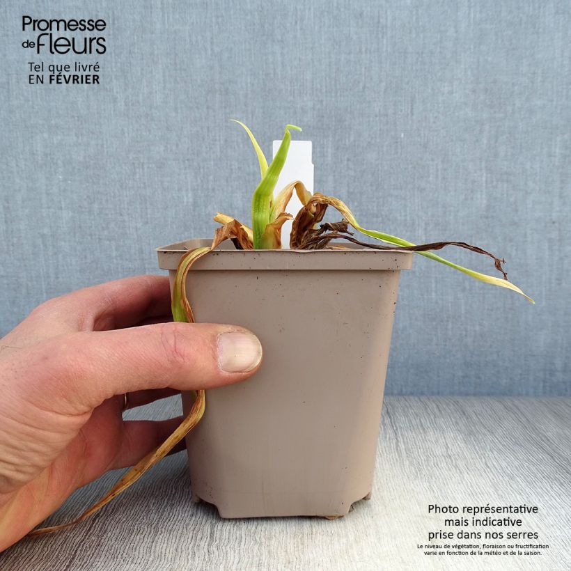 Spécimen de Hémérocalle Black Stockings - Lis d'un Jour Pot de 1L/1,5L tel que livré en hiver