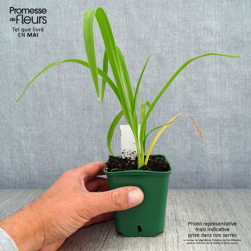 Spécimen de Hémérocalle Bonanza - Lis d'un jour Godet de 8/9 cm tel que livré au printemps