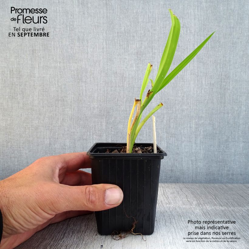 Spécimen de Hémérocalle Burning Daylight - Lis d'un Jour Godet de 8/9 cm tel que livré en automne
