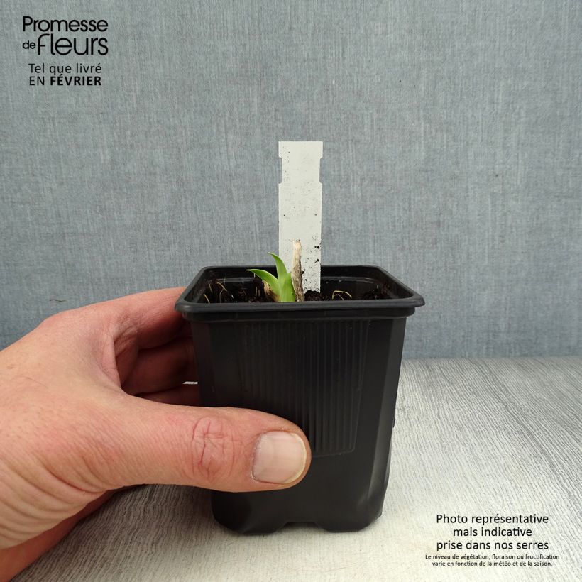 Spécimen de Hémérocalle Burning Daylight - Lis d'un Jour Godet de 8/9 cm tel que livré en hiver