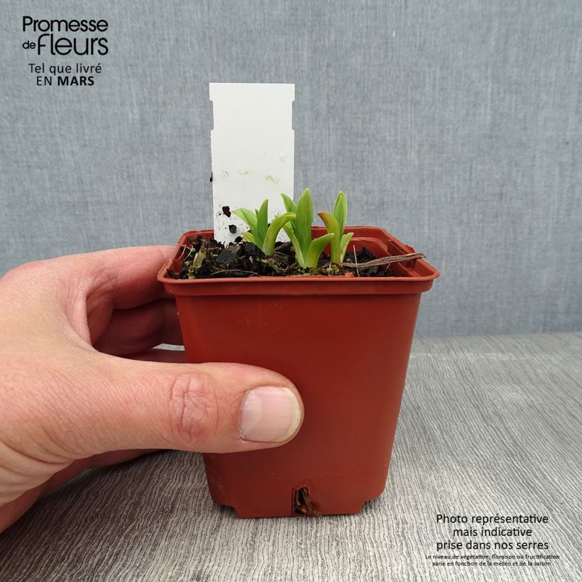 Spécimen de Hémérocalle By Myself - Lis d'un Jour Godet de 8/9 cm tel que livré en hiver