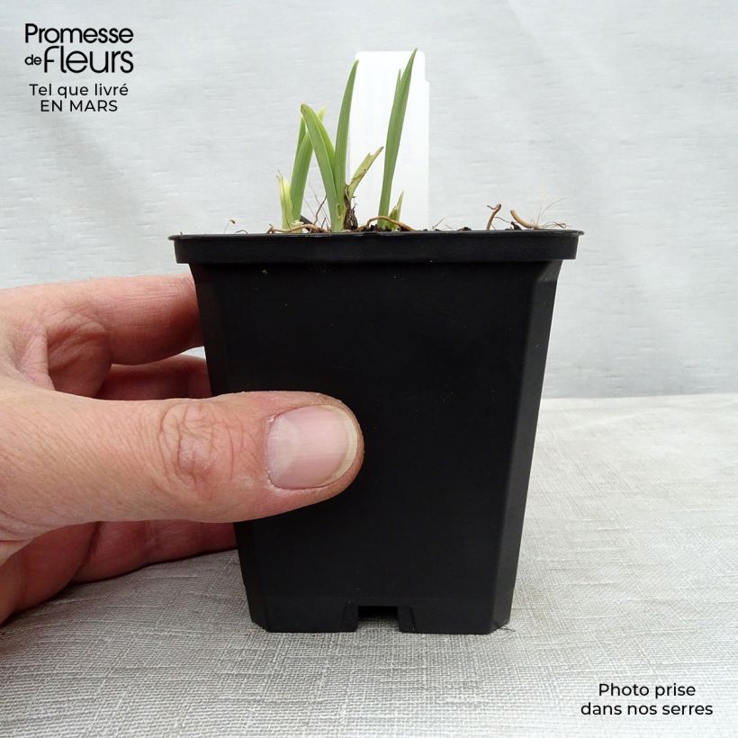 Hemerocallis Catherine Woodbury Maceta de 8/9 cm Ejemplar entregado en la primavera