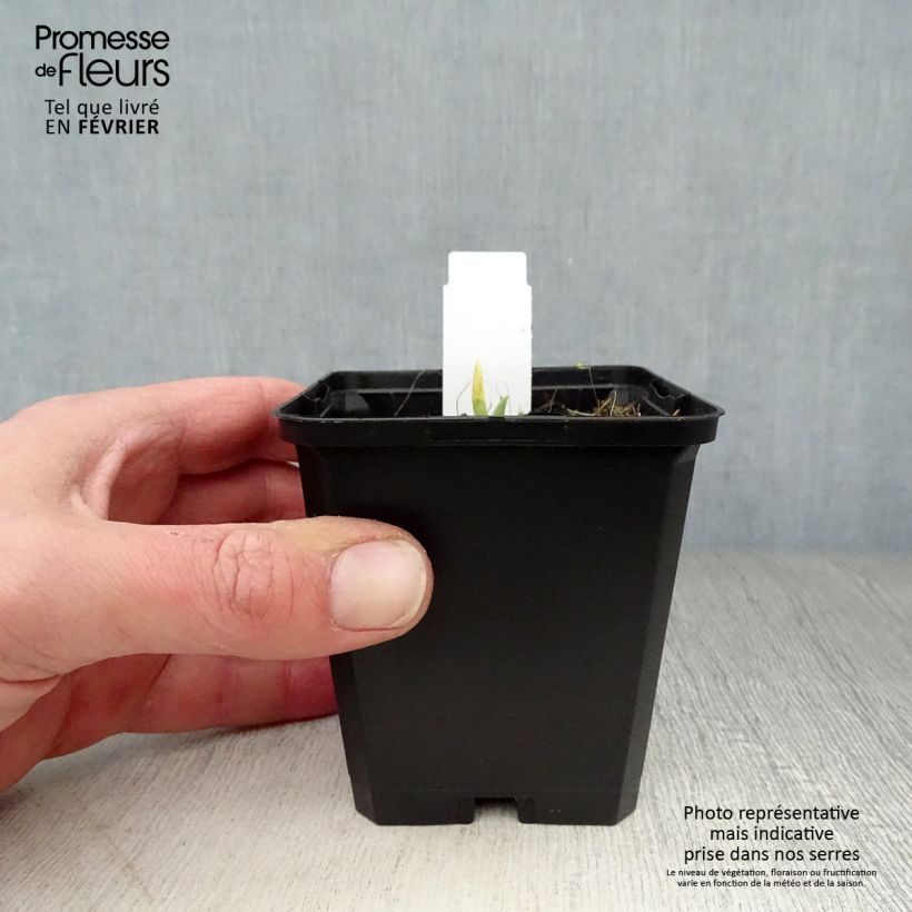 Spécimen de Hémérocalle Catherine Woodbury - Lis d'un jour Godet de 8/9 cm tel que livré en hiver