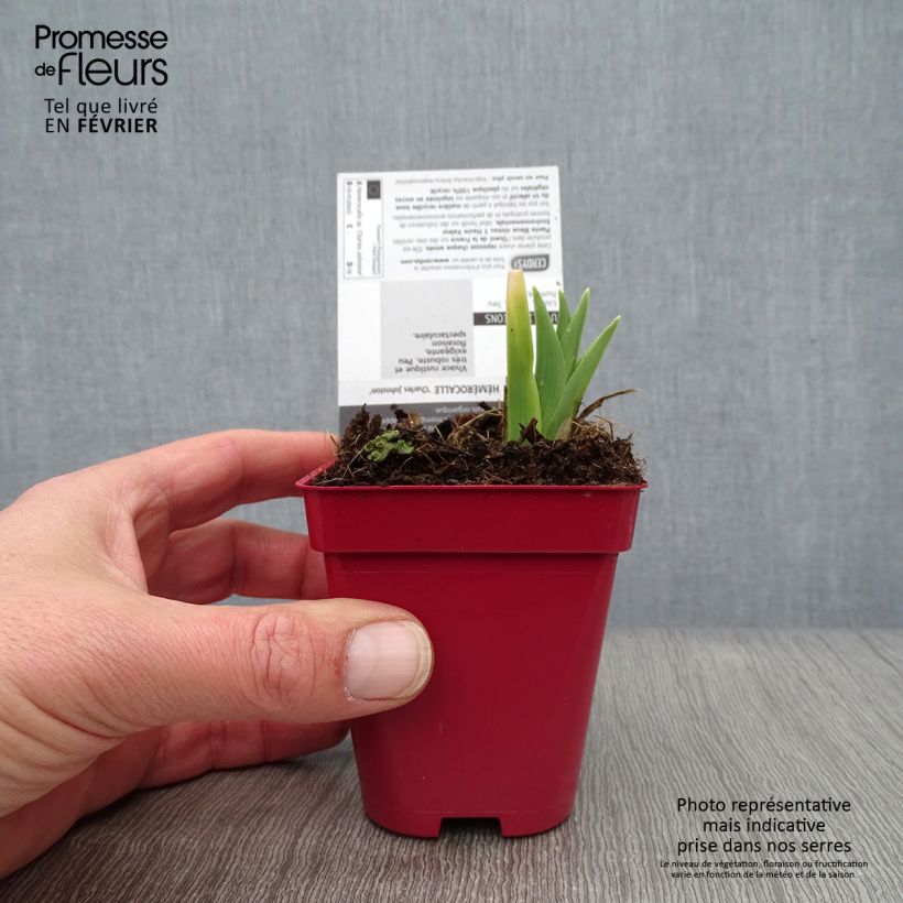 Spécimen de Hémérocalle Charles Johnson - Lis d'un Jour Godet de 8/9 cm tel que livré en hiver