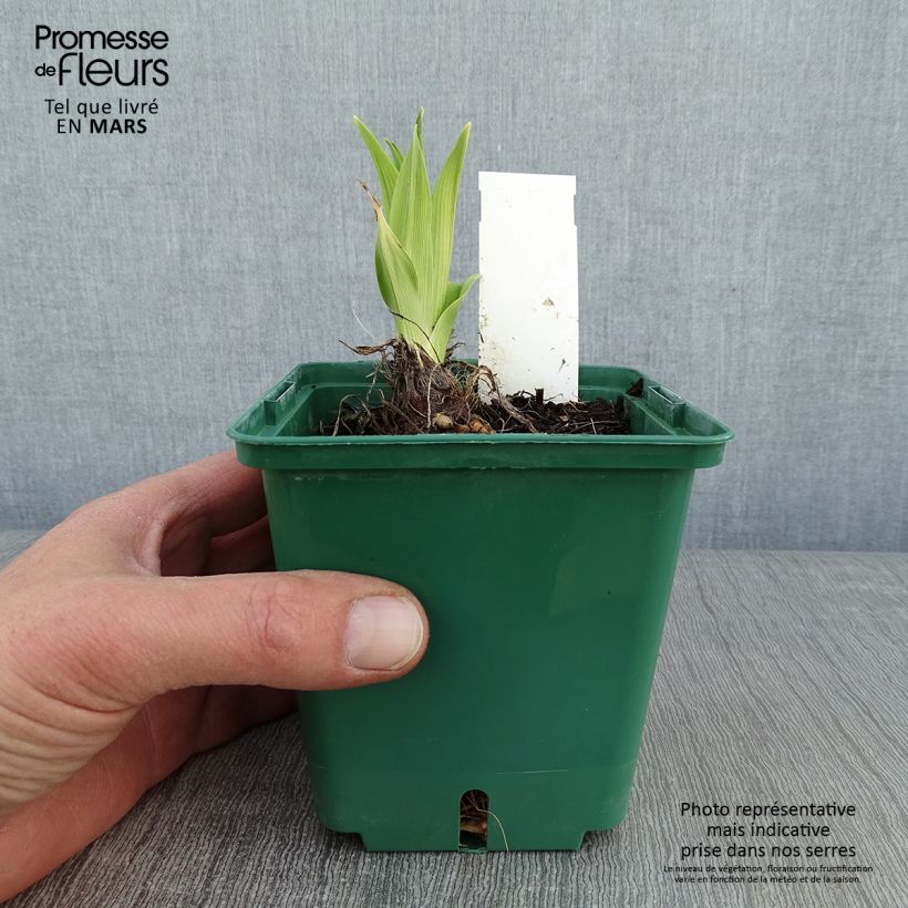 Spécimen de Hémérocalle Charles Johnson - Lis d'un Jour Pot de 1L/1,5L tel que livré en hiver